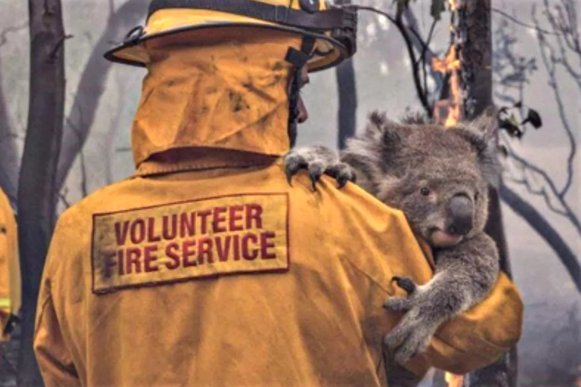 Bombero voluntario sosteniendo un koala frente a unos árboles dañados por un incendio